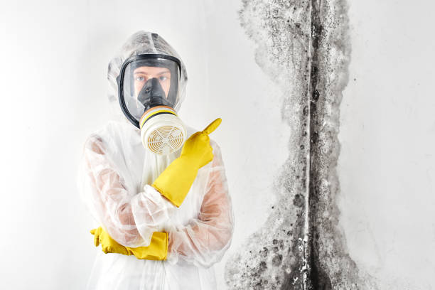 Why You Should Choose Our Mold Remediation Services in Old Saybrook Center, CT